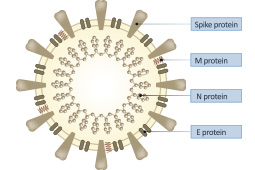 GeneTex提供一系列的试剂来支持新冠病毒的研究。