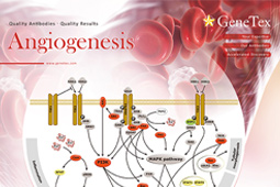 下载 GeneTex 最新版本的 血管生成 单页