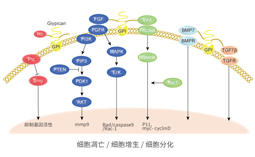 配角扶正~漫谈Glypican