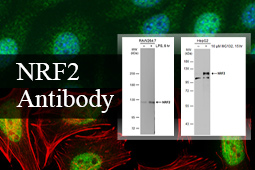A Well-Cited Nrf2 Antibody for Cellular Redox Research