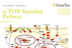 单页 -  mTOR信号通路