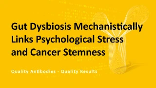 Gut Dysbiosis Mechanistically Links Psychological Stress and Cancer Stemness