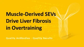 Muscle-Derived SEVs Drive Liver Fibrosis in Overtraining