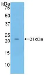 Mouse Fibrillin 1 protein, His tag. GTX00048-pro