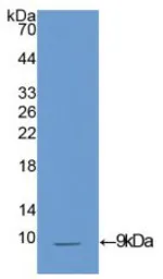 Mouse IGF1 protein, His tag (active). GTX00049-pro