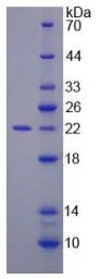 Rat GADD45A protein, His tag. GTX00066-pro