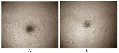 Human Prolactin protein, His tag (active). GTX00069-pro