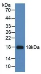 Human CCL21 protein, His tag (active). GTX00072-pro