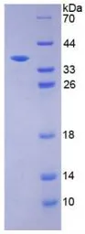 Bovine Insulin protein, His and GST tag. GTX00075-pro