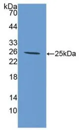 Dog IL6 protein, His tag (active). GTX00077-pro