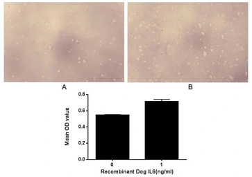 Dog IL6 protein, His tag (active). GTX00077-pro