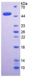 Human BMP4 protein, His tag. GTX00079-pro