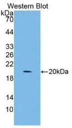 Human IL4 protein, His tag (active). GTX00093-pro