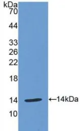Human MIP1 alpha protein, His tag (active). GTX00096-pro