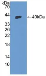 Human SDF1 protein, His and GST tag (active). GTX00099-pro