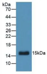 Human TGF alpha protein, His tag (active). GTX00100-pro