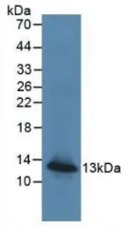 Human MCP4 protein, His tag (active). GTX00107-pro
