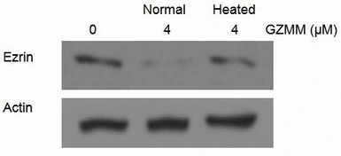 Human Granzyme M protein, His tag (active). GTX00112-pro
