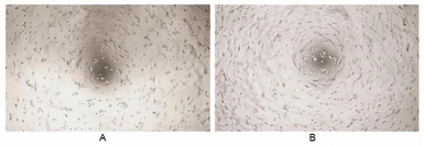 Human EGF protein, His tag (active). GTX00114-pro