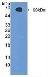 Human Osteopontin protein, His tag (active). GTX00123-pro