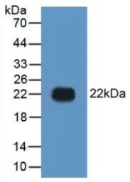 Human HMGB1 protein, His tag. GTX00153-pro