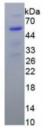 Human HMGB1 protein, His tag. GTX00154-pro