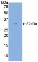 Human beta Tubulin I protein, His tag. GTX00175-pro