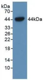 Human EG-VEGF protein, GST tag (active). GTX00186-pro