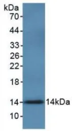 Human MIF protein, His tag (active). GTX00196-pro