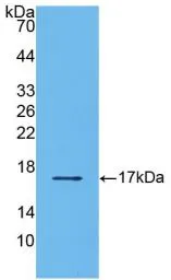 Human TGF beta 2 protein, His tag (active). GTX00211-pro
