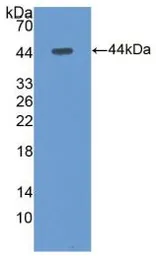 Human CX3CL1 protein, His tag (active). GTX00214-pro