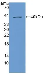 Human CXCL1 / GRO alpha protein, His and GST tag (active). GTX00215-pro