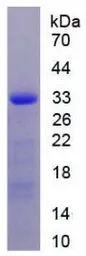 Human alpha Taxilin protein, His tag. GTX00218-pro