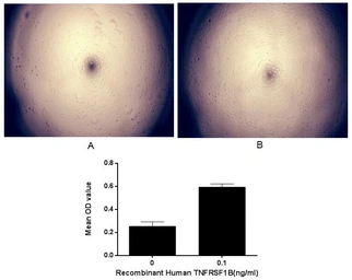 Human TNF Receptor I protein, His and GST tag (active). GTX00234-pro