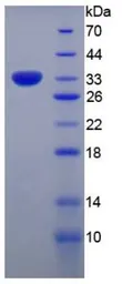 Human MX1 protein, His tag. GTX00244-pro