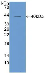 Human IGF1 protein, His tag (active). GTX00250-pro