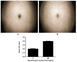 Human Prokineticin 2 protein, His and GST tag (active). GTX00253-pro