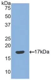 Human SEMA3F protein, His tag (active). GTX00267-pro