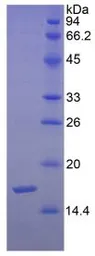 Human SEMA3F protein, His tag (active). GTX00267-pro