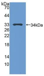 Human p53 protein, His tag (active). GTX00268-pro