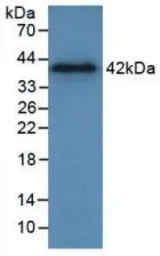 Human Annexin II protein, His tag (active). GTX00273-pro