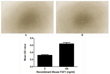 Mouse FGF1 protein, His tag (active). GTX00281-pro