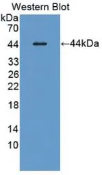 Mouse GM-CSF protein, His and GST tag (active). GTX00282-pro