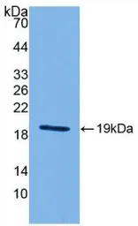 Mouse IL18 protein, His tag (active). GTX00284-pro