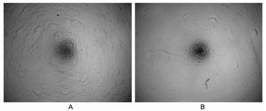 Mouse IL2 protein, His tag (active). GTX00285-pro