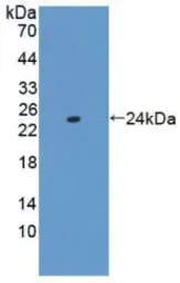 Mouse TNF alpha protein, His tag (active). GTX00288-pro
