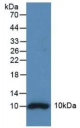 Mouse Insulin protein, His tag (active). GTX00291-pro