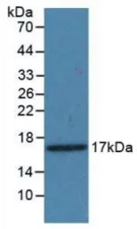 Mouse PDGFA protein, His tag (active). GTX00292-pro