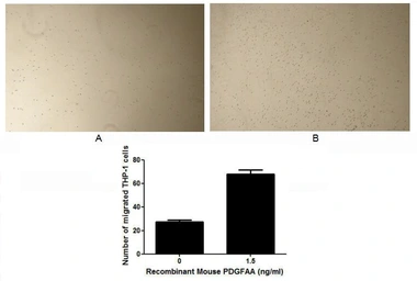 Mouse PDGFA protein, His tag (active). GTX00292-pro