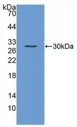 Mouse FGF23 protein, His tag (active). GTX00295-pro